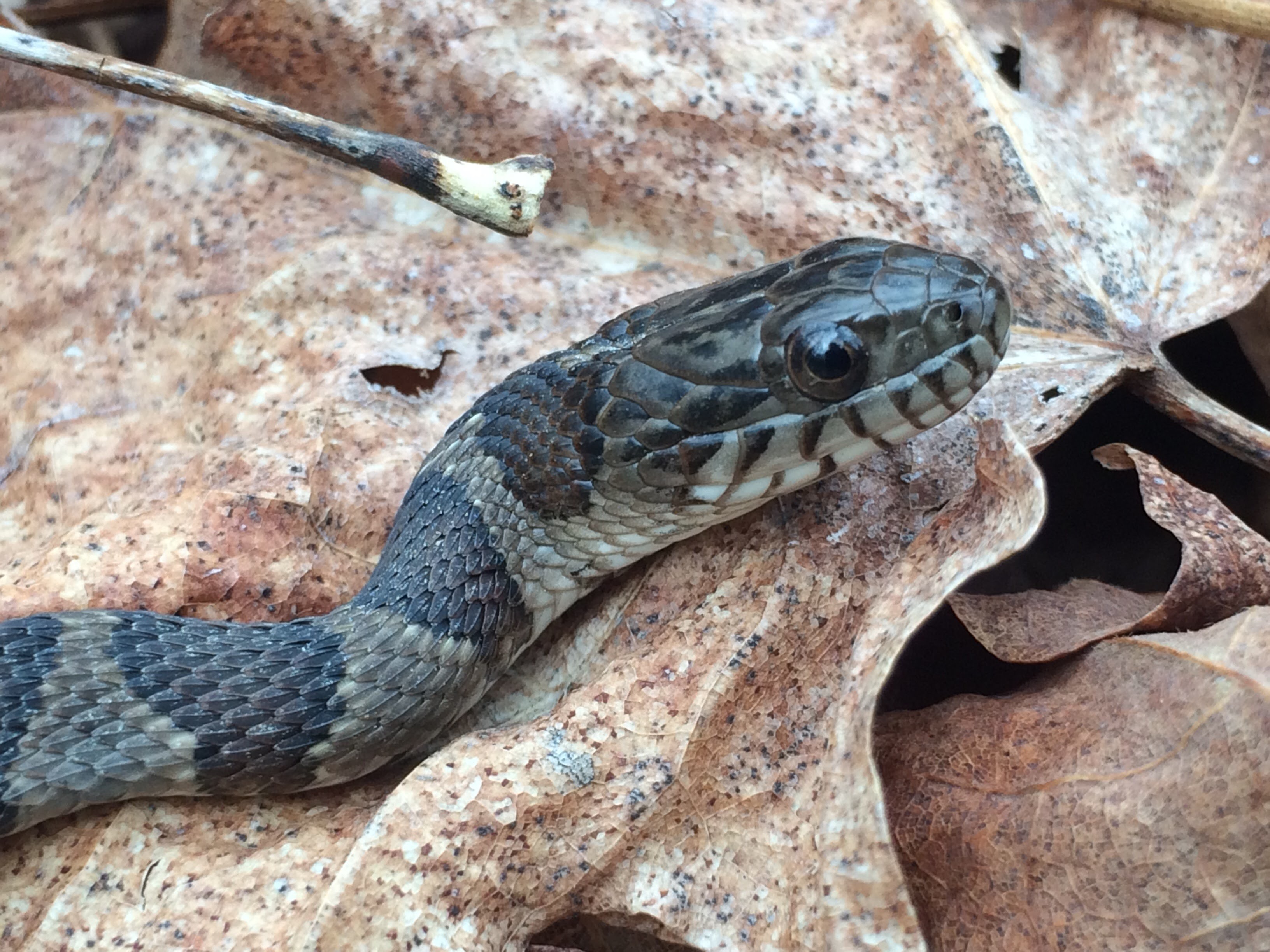 Mf Baby Water Snake Cornell Wildlife Health Lab